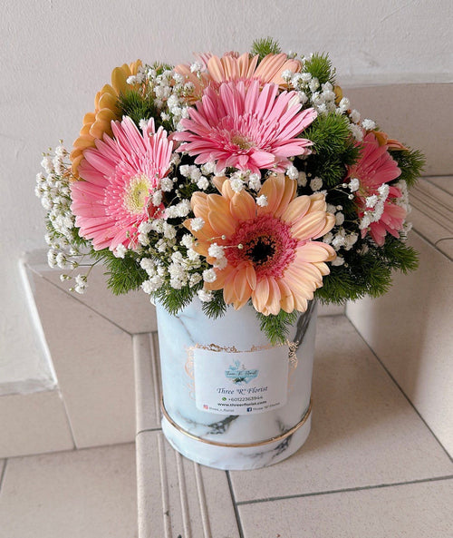 Blushing Daisy Bloom